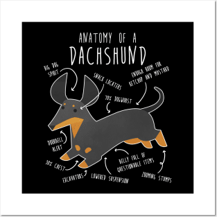 Black and Tan Dachshund Dog Anatomy Posters and Art